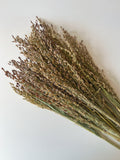 Dried Broomcorn Blonde