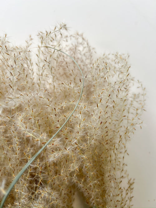 Dried Miscanthus Plumes
