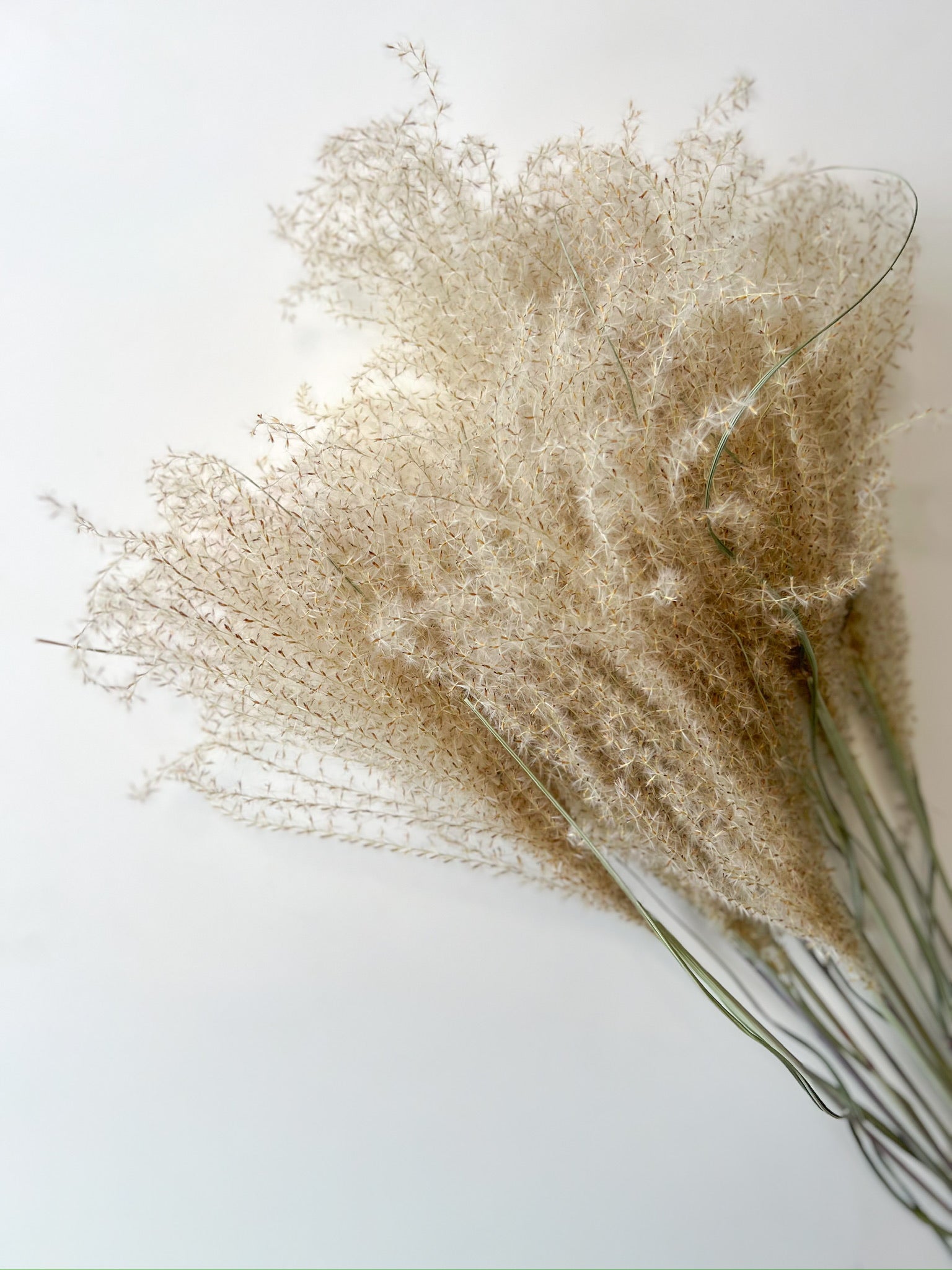 Dried Miscanthus Plumes