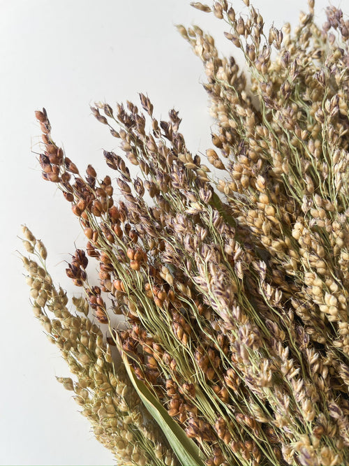 Dried Broomcorn Blonde